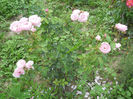 The Alnwick Rose