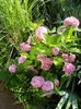 Hortensia