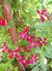 Clematita