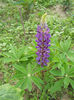 Lupin