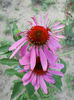 Echinacea