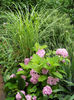 Miscanthus&Hortensie