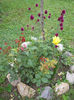 Allium