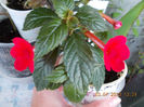 3 iulie 2013-flori 079