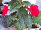 3 iulie 2013-flori 084