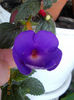 3 iulie 2013-flori 086