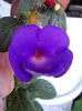 3 iulie 2013-flori 088