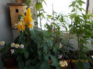 3 iulie 2013-flori 097