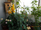 3 iulie 2013-flori 098