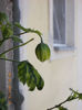 abutilon galben