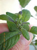 solanum rantonetti