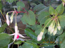 3 iulie 2013-flori 067