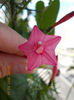 ipomoea quamoclit pink