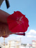 zorele mici rosii-cardinal climber