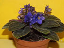 Violeta africana2