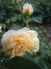DSC01244