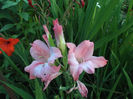 DSCF5051