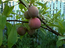 DSCF5070