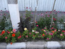 DSCF5117