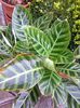 Calathea zebrina