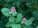 DSCN5091