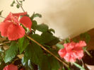 Cooperi Rose Flake + Toledo