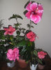 hibiscus grup