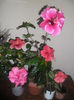 hibiscus grup