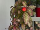 Episcia Malaysian Gem