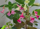 Gesneriaceae