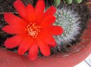 Rebutia marsoneri