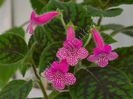 Kohleria Rongo
