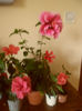 hibiscus grup