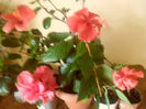hibiscus grup