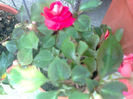 impatiens rosu cu alb