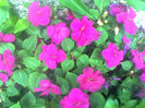 impatiens
