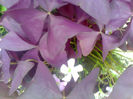 oxalis