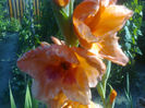 gladiola