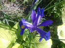 iris
