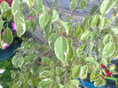 ficus benjamin