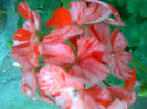 muscata zonala