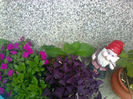 impatiens si oxalis