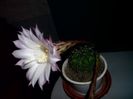 mammillaria 11