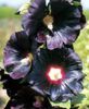 alcea rosea nigra-
