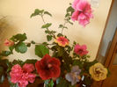 hibiscus grup