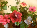hibiscus grup