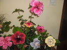 hibiscus grup