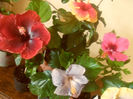 hibiscus grup