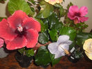 hibiscus grup