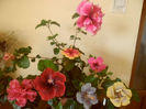 hibiscus grup